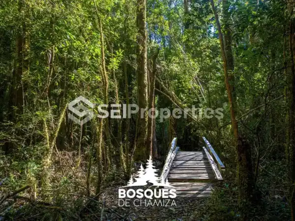 Proyecto Bosques de Chamiza